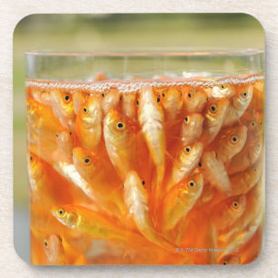 Viel Goldfisch, die im Glasbehälter sind Getränkeuntersetzer