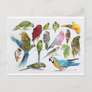 Viel Parrots auf vielen Geschenken Postkarte
