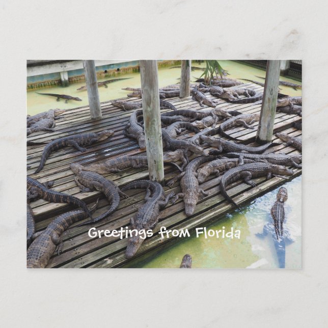 viele Babyligatoren Postkarte (Vorderseite)