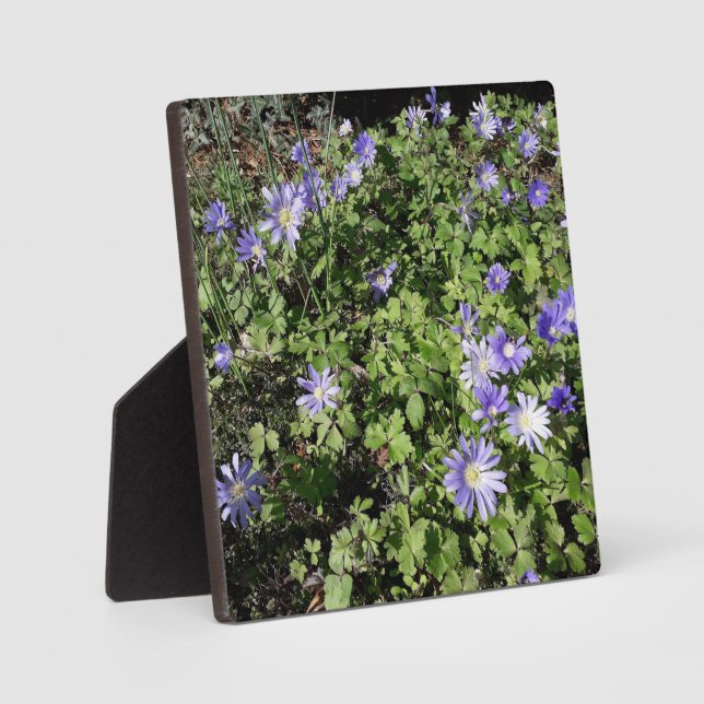 Viele Blume Fotoplatte (Vorderseite)