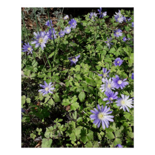 Viele Blume Poster