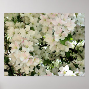 Viele Frühlingskräuter blühen Blume Poster