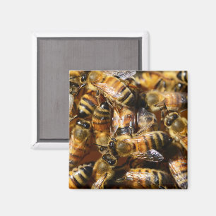 Viele Honigbienen Magnet