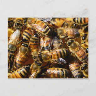 Viele Honigbienen Postkarte