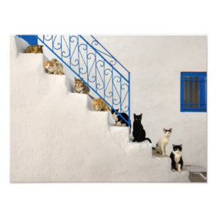 Viele Katzen auf einer weißen Treppe in einem gri Fotodruck