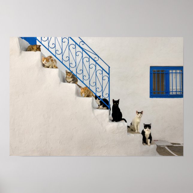 Viele Katzen auf einer weißen Treppe in einem grie Poster (Vorne)