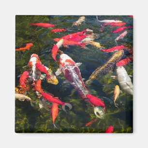 Viele Koi Karpfen auf der Wasseroberfläche Magnet