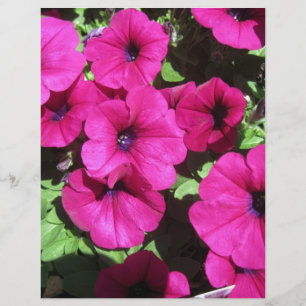 Viele Lila Petunias