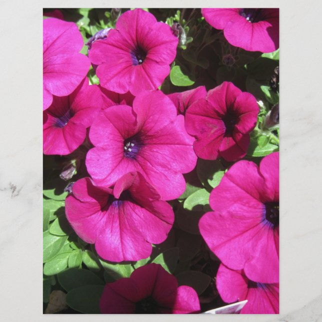 Viele Lila Petunias (Vorderseite)