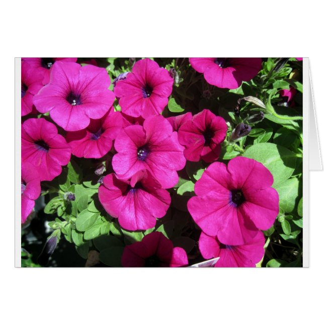 Viele Lila Petunias (Vorderseite (Horizontal))