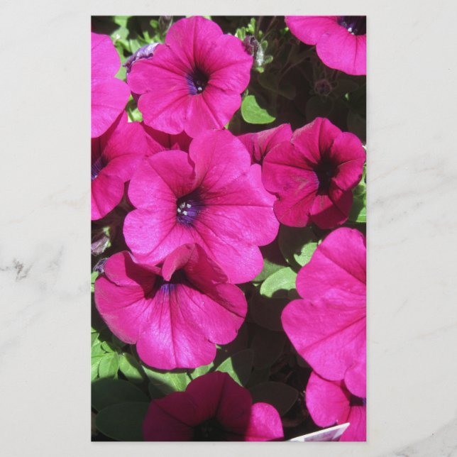 Viele Lila Petunias (Vorderseite)