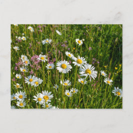 Viele Molkereien auf einer Wiese Postkarte