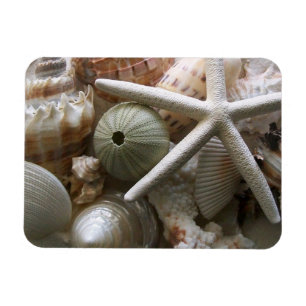 Viele Muscheldrucke Magnet