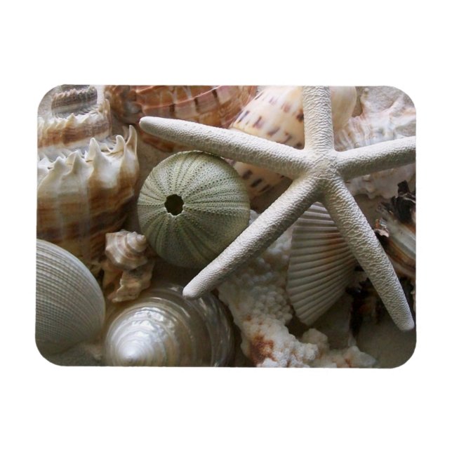 Viele Muscheldrucke Magnet (Horizontal)