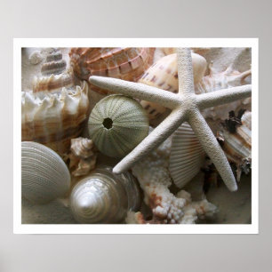 Viele Muscheldrucke Poster