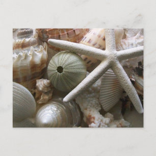 Viele Muscheldrucke Postkarte