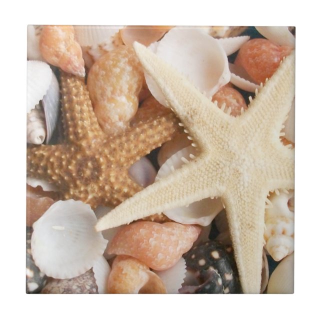 Viele Muscheln Fliese (Vorderseite)