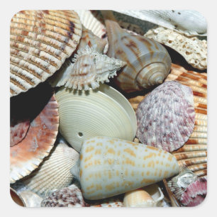 Viele Muscheln Quadratischer Aufkleber