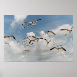 Viele Seemöwe-Plakat Poster