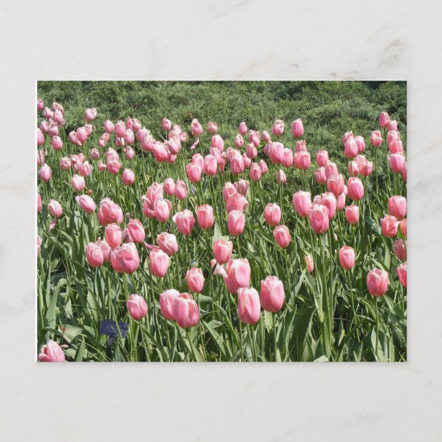 VIELE TULIPS POSTKARTE (Vorderseite)
