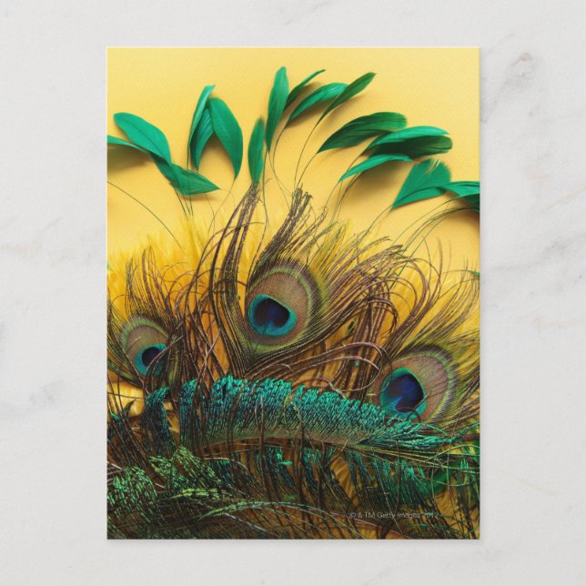 Viele verschiedene Arten von Federn auf einem gelb Postkarte (Vorderseite)