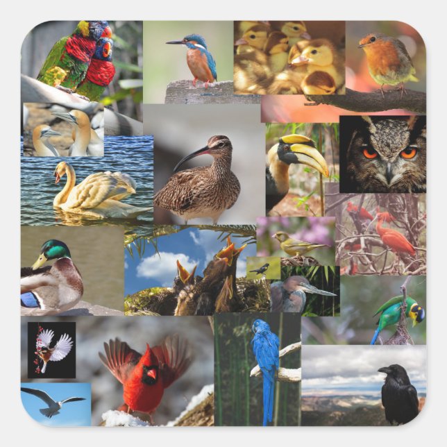 viele Vögel Sticker (Vorderseite)