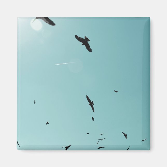 Viele Vögel und ein Kontrastmittel Magnet (Vorne)