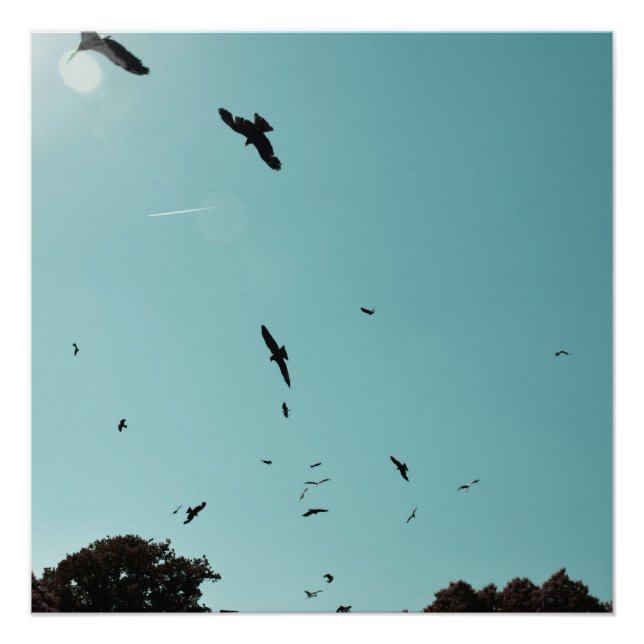 Viele Vögel und ein Kontrastmittel Poster (Vorderseite)