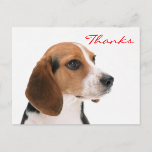 Vielen Dank Beagle Welpe Hund Gruß Postkarte