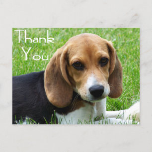 Vielen Dank Beagle Welpe Hund Grußkarte Post Card Postkarte