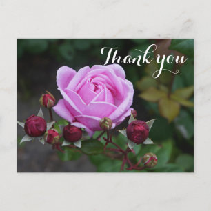 Vielen Dank Bischofsburg Rose #1 Postcard Postkarte