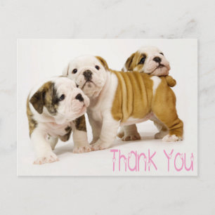 Vielen Dank Englisch Bulldog Puppy Dogs Postcard Postkarte