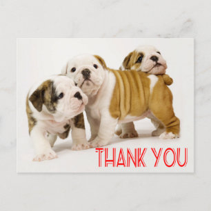 Vielen Dank Englisch Bulldog Puppy Dogs Postcard Postkarte