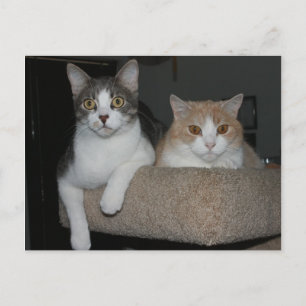 Vielen Dank für Ihr Verständnis Postkarte