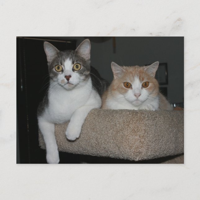 Vielen Dank für Ihr Verständnis Postkarte (Vorderseite)