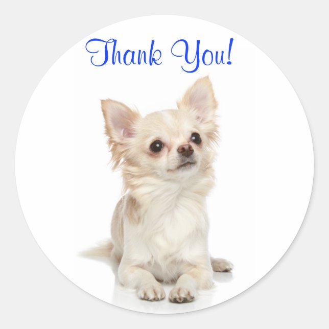 Vielen Dank, Long Haired Chihuahua Sticker (Vorderseite)