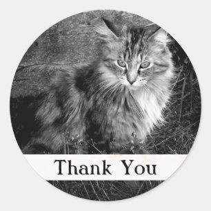 Vielen Dank, Maine Coon Cat Sticker