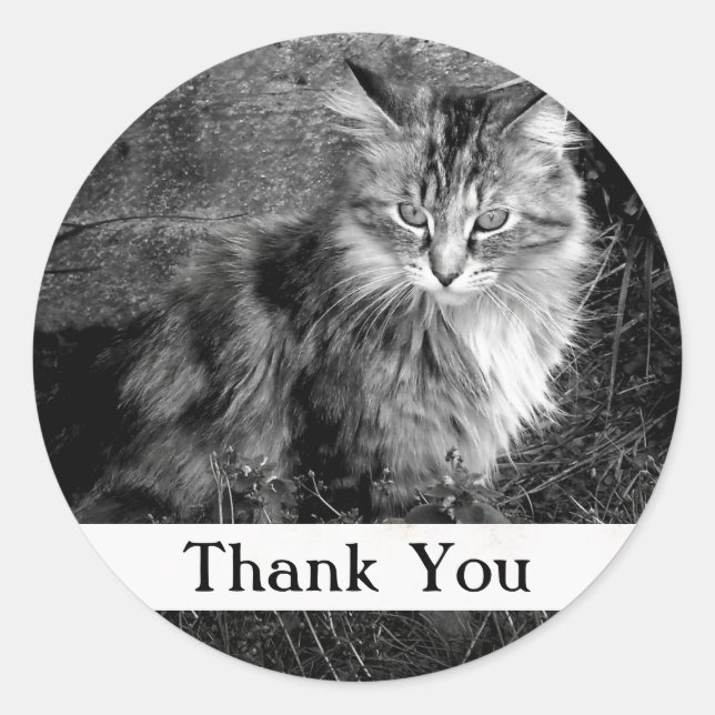 Vielen Dank, Maine Coon Cat Sticker (Vorderseite)