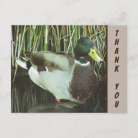 Vielen Dank, Mallard Duck Foto Nature Wertschätzun