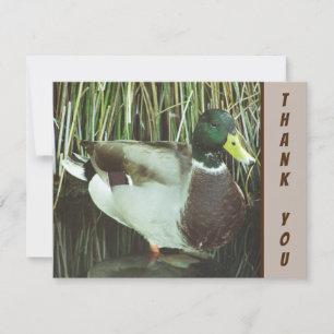Vielen Dank, Mallard Duck Wild Bird. Karte