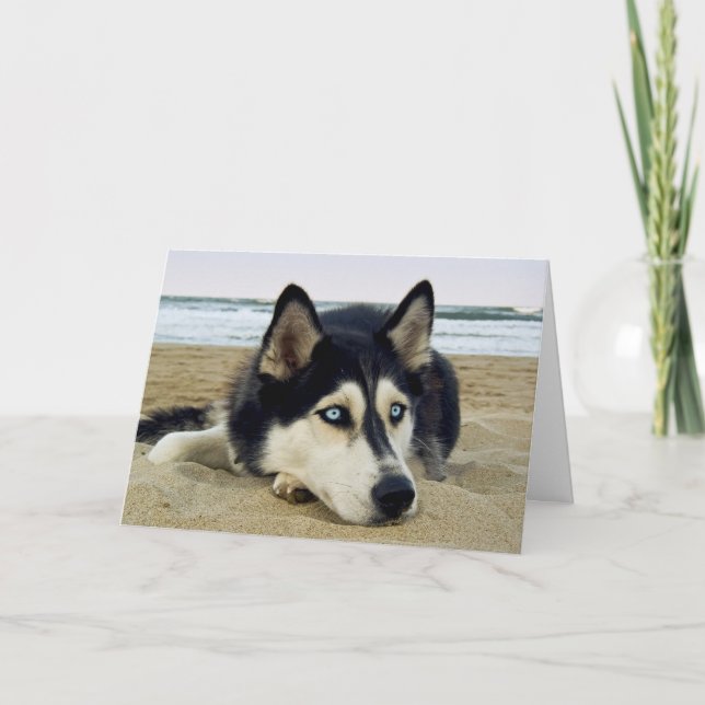 Vielen Dank Sibirian Husky on Beach Grußkarte Dankeskarte (Vorderseite)
