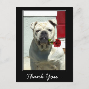 Vielen Dank White Bulldog mit Rose Postkarte