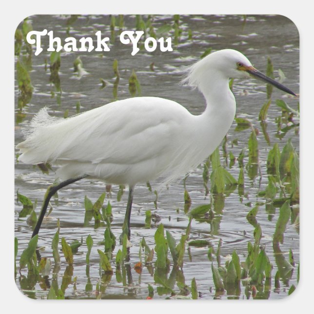 Vielen Dank White Egret Beautiful Animal Wading Bi Quadratischer Aufkleber (Vorderseite)