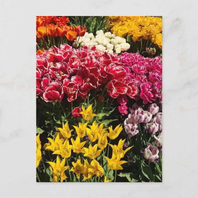 Vielfalt der Tulipen Postkarte (Vorderseite)