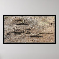 Vielfalt des Kongresses, Arizona Rattlesnakes