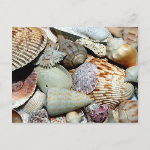 Vielfalt von Muscheln auf Strandfoto Postkarte