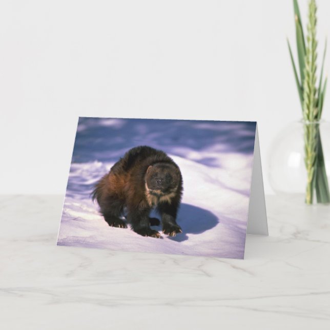 Vielfrass auf Schnee Karte (Vorderseite)