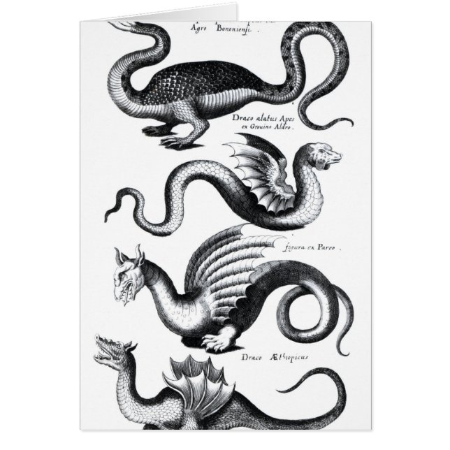 Vier Arten Drache (Vorne)