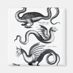 Vier Arten Drache Magnet