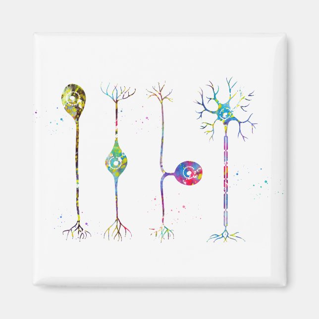 Vier Arten von Neuronen Magnet (Vorne)